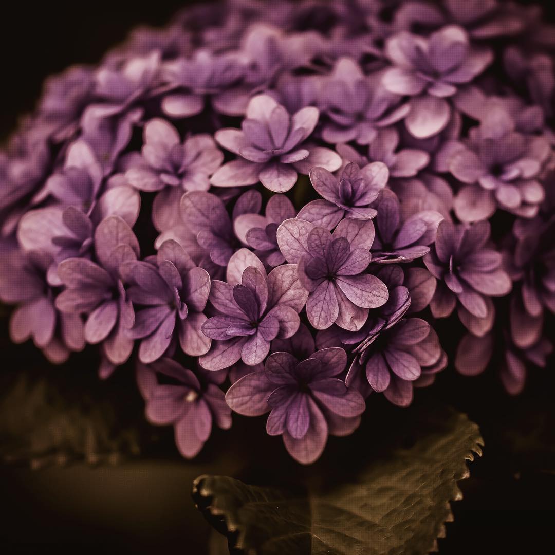 Красота цветов на фотографиях Хико Такахаси