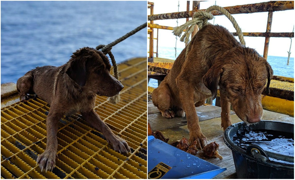 Рабочие нефтяной вышки спасли собаку, подплывшую к установке в 217 км от берега