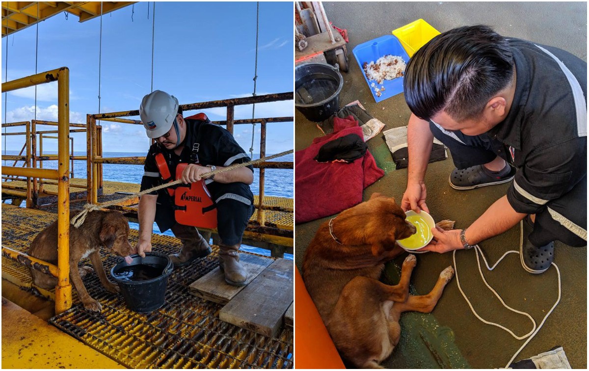 Рабочие нефтяной вышки спасли собаку, подплывшую к установке в 217 км от берега