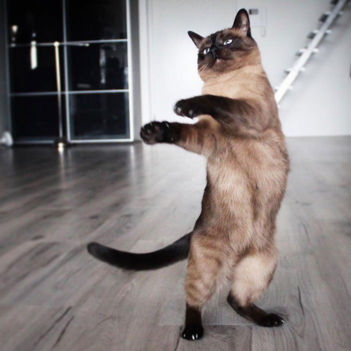 Танцующие коты заряжают позитивом
