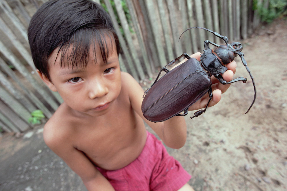 Самые крупные насекомые Земли