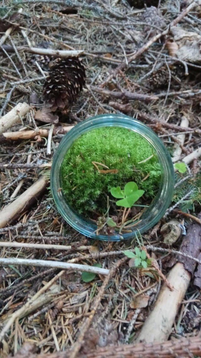 Странные и даже жуткие вещи, которые люди обнаружили в лесу