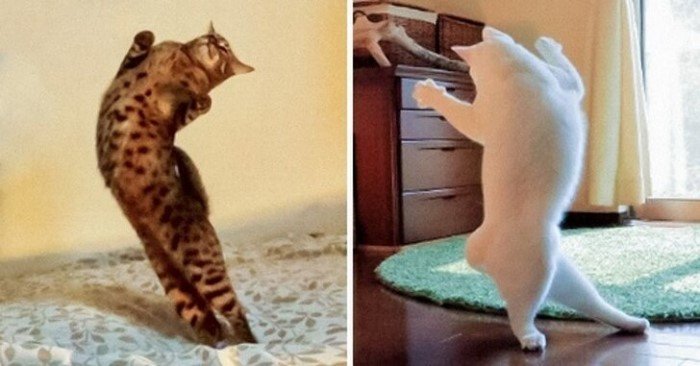 20 снимков котов, на которых нашло легкое безумие