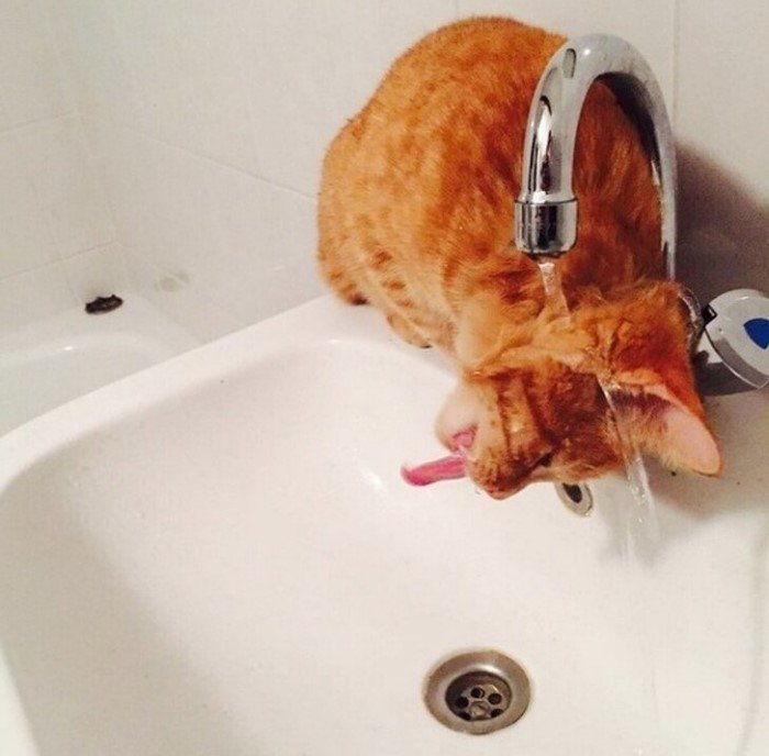 20 снимков котов, на которых нашло легкое безумие