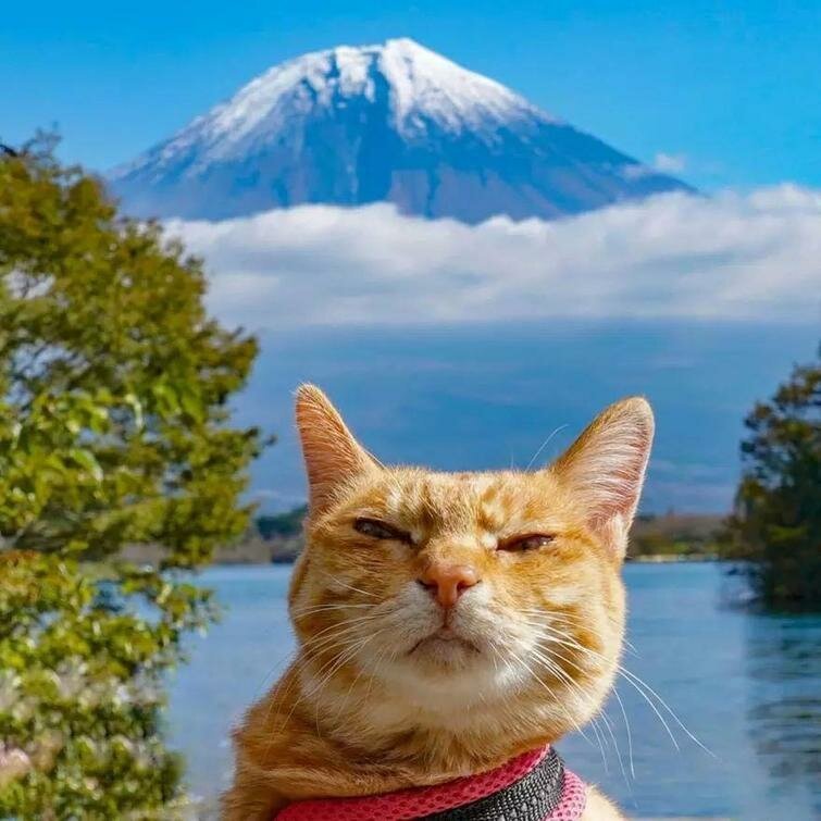 Кошки-путешественницы из Японии, которые ездят вместе со своим хозяином