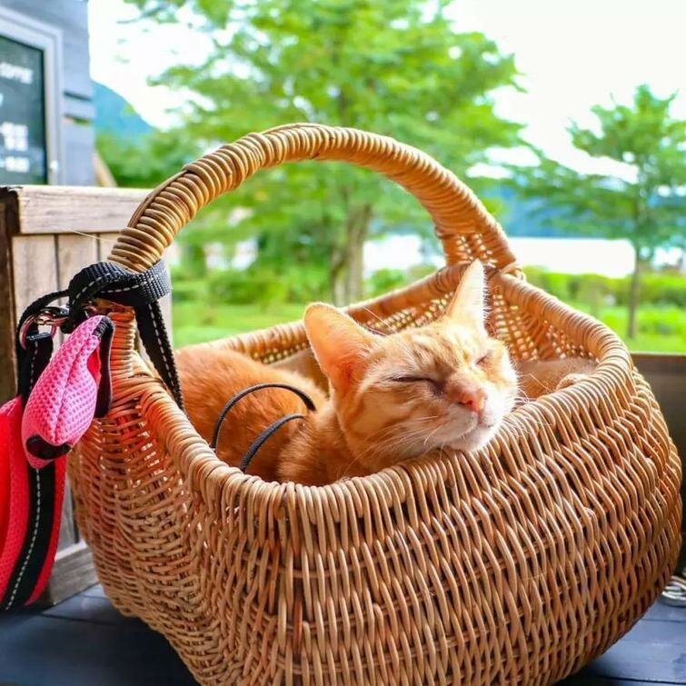 Кошки-путешественницы из Японии, которые ездят вместе со своим хозяином