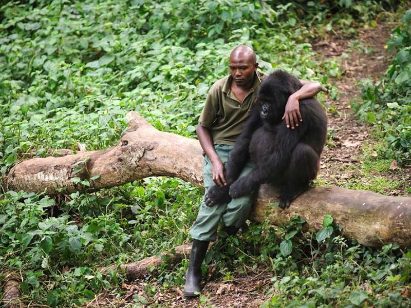 Снимки рейнджеров парка с гориллами стали вирусными