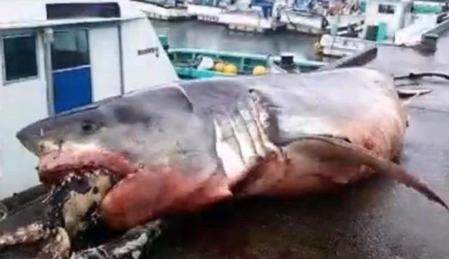 Рыбак из Японии опубликовал снимки гигантской белой акулы