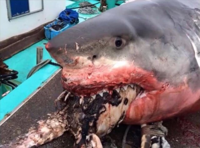 Рыбак из Японии опубликовал снимки гигантской белой акулы