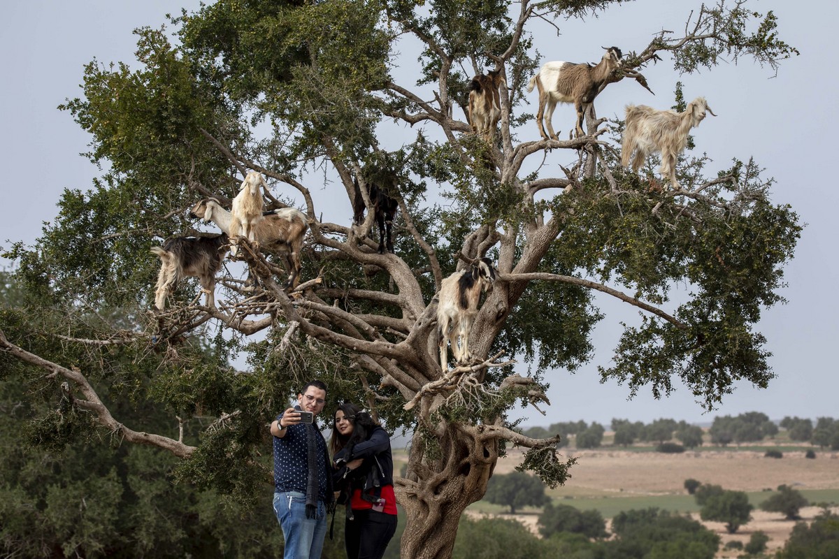 Марокканские козы на деревьях оказались аттракционом для туристов