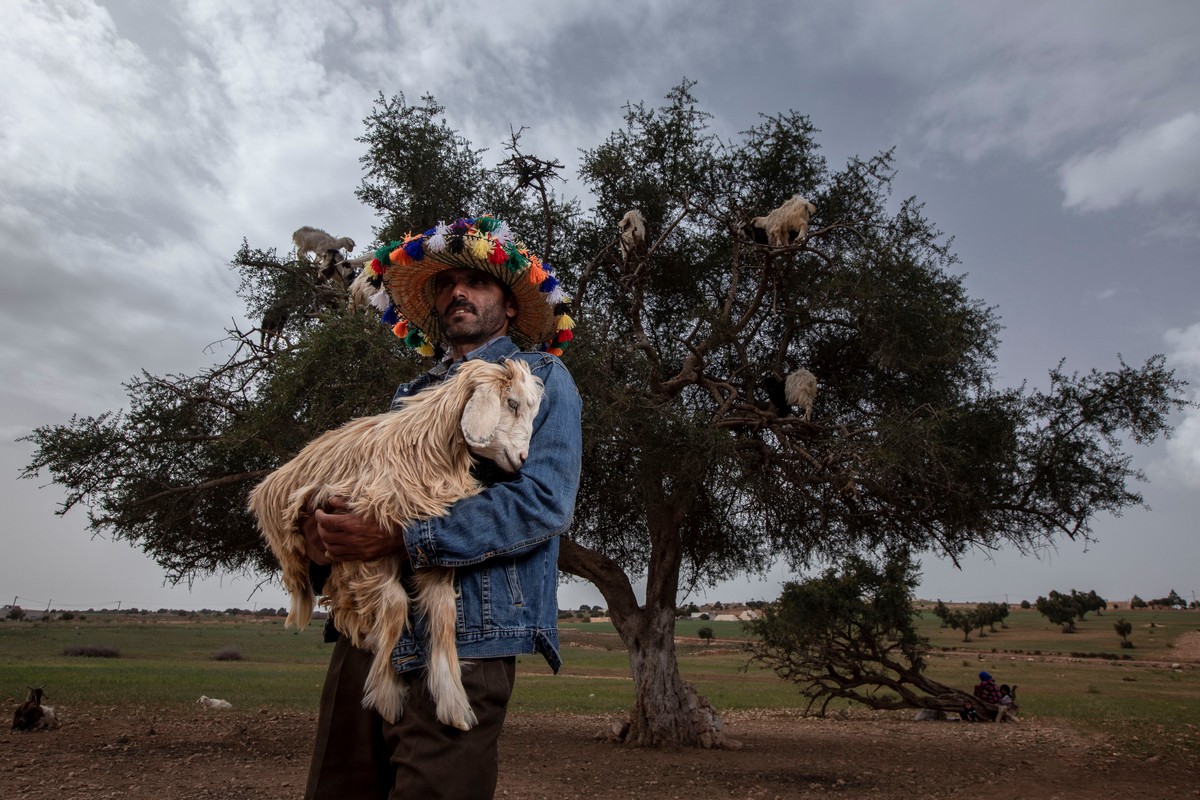 A fákon marokkói kecskék a turisták számára vonzónak bizonyultak