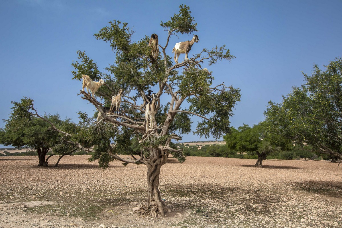 Марокканские козы на деревьях оказались аттракционом для туристов