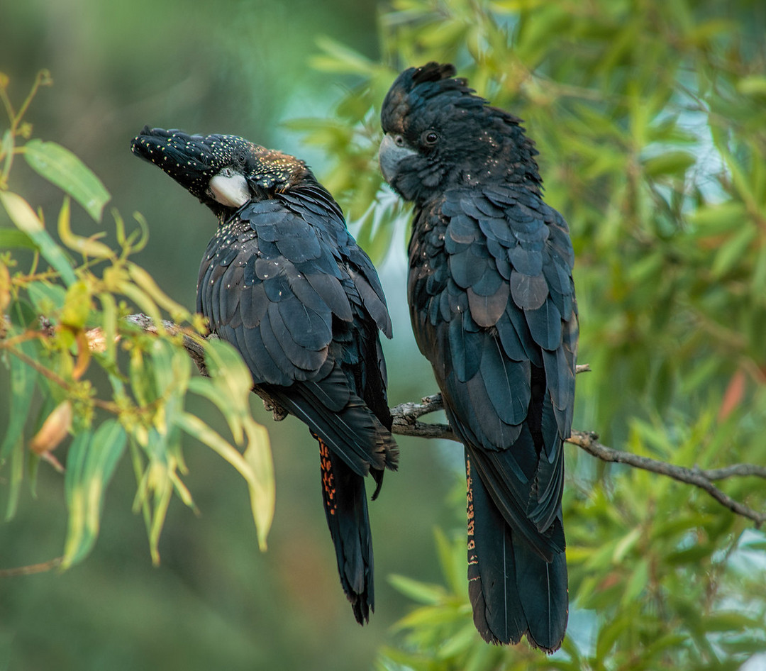 Птицы Австралии на снимках Хизер Торнинг