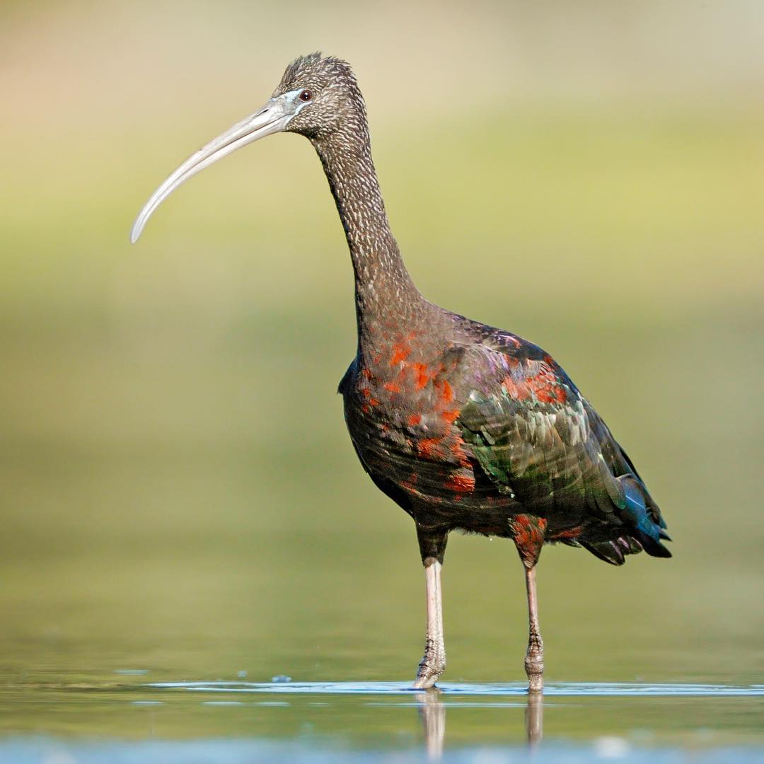 Птицы Австралии на снимках Хизер Торнинг