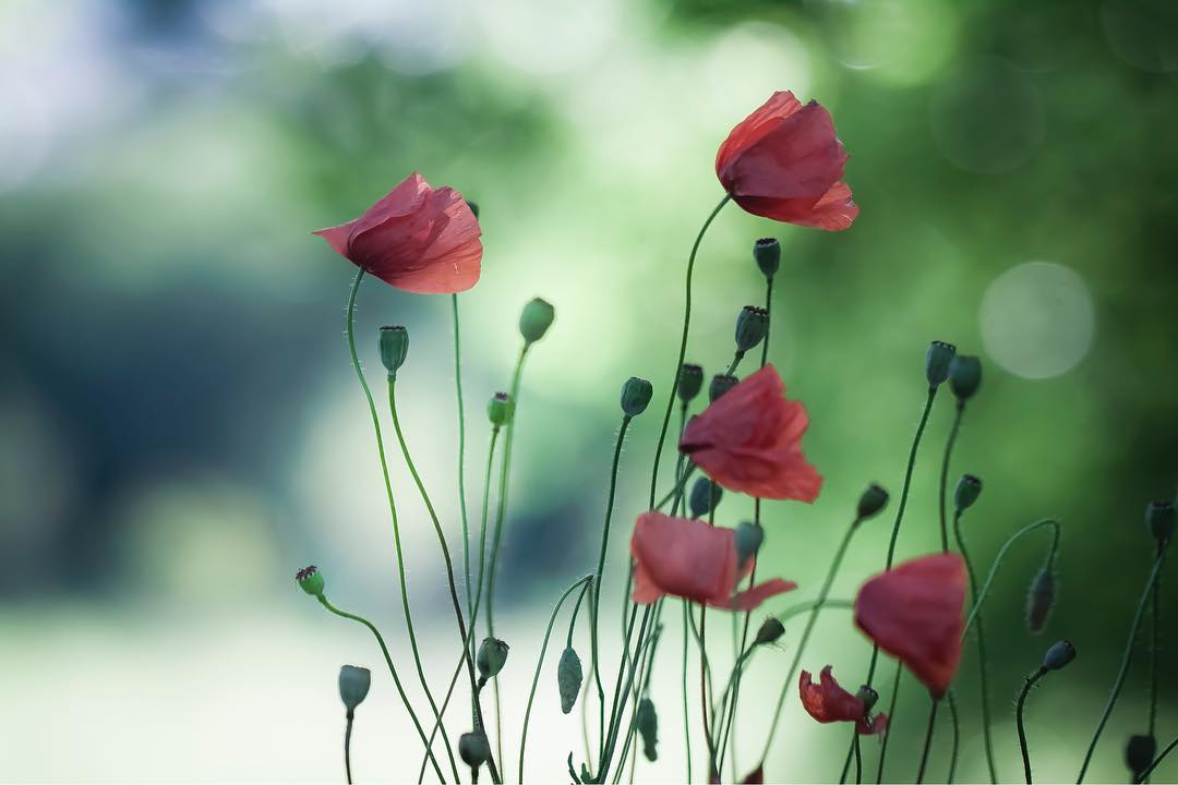 Красота цветов на снимках Сильвии Кобеловой