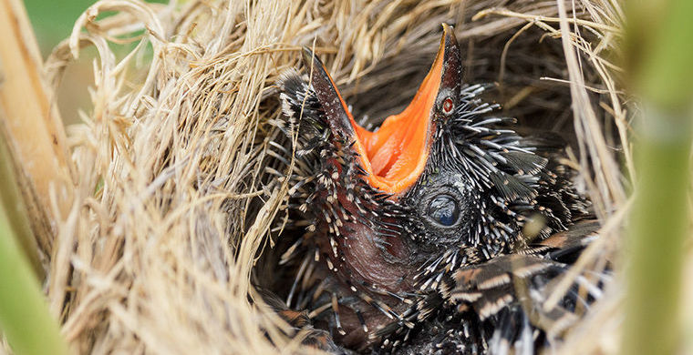 Почему кукушки подкладывают свои яйца в чужие гнезда