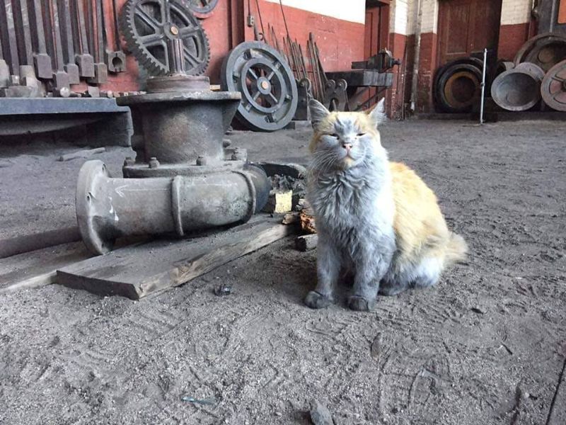 Кошка по кличке Грязь - талисман музея железной дороги