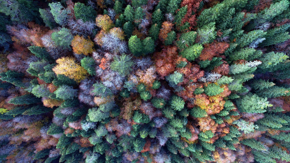 Красивые картинки леса на Земле