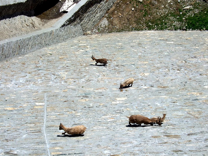Почему горные козлы забираются на отвесные плотины