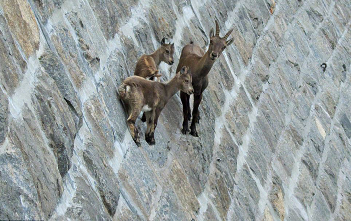 Почему горные козлы забираются на отвесные плотины