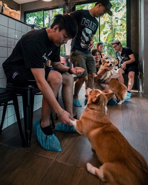 Антистресс-кафе с милыми корги в Таиланде