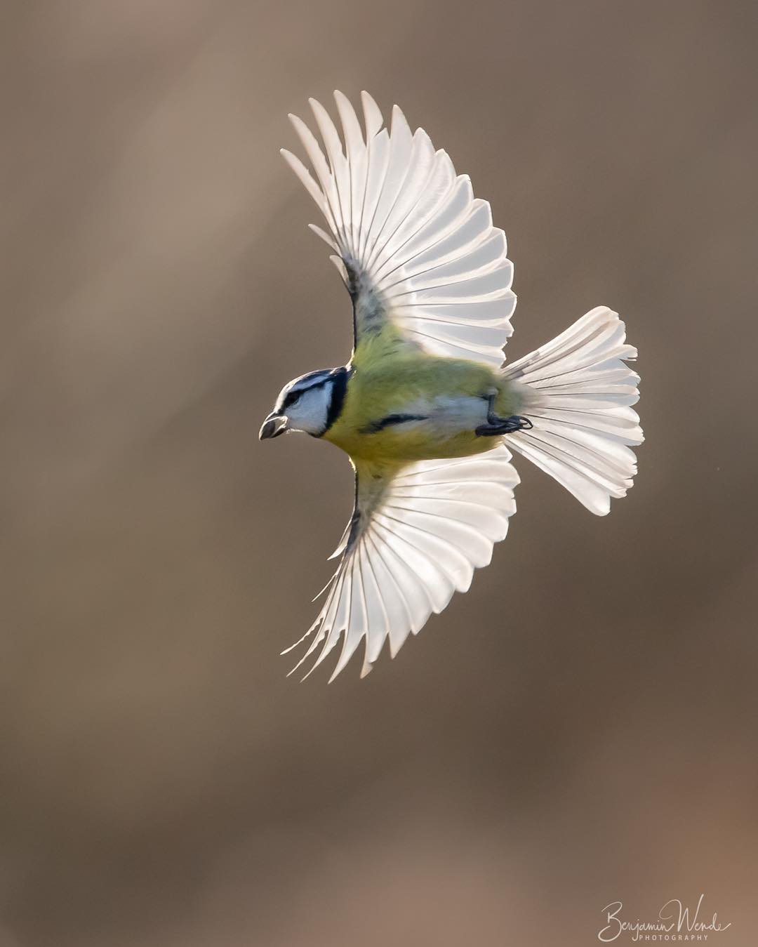 Фотографии птиц от Бенджамина Венде