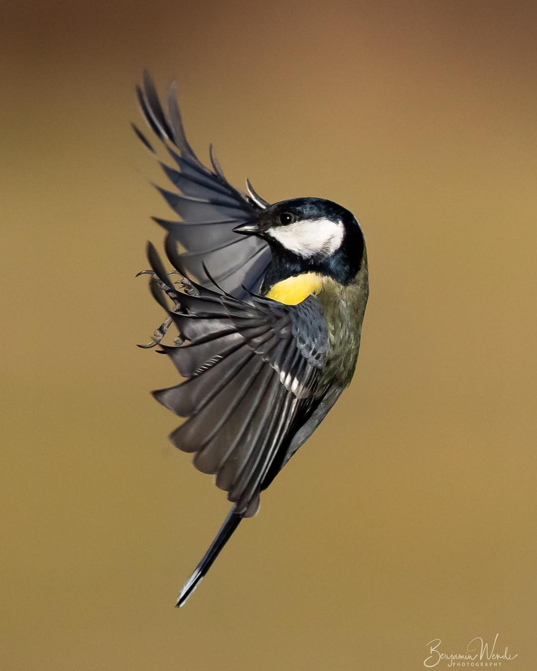 Фотографии птиц от Бенджамина Венде