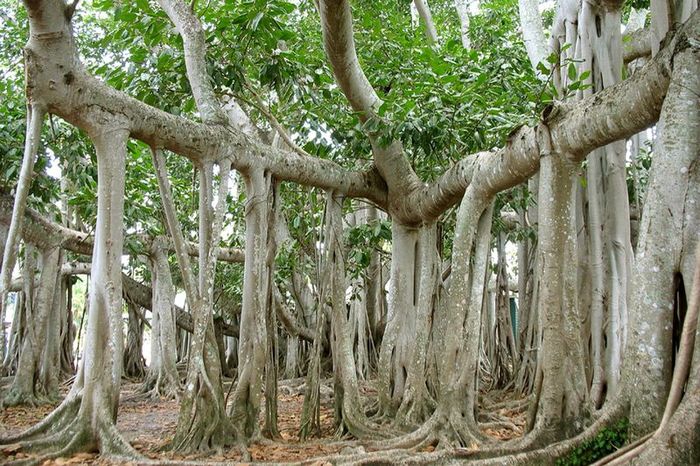 Великий баньян — дерево со множеством стволов