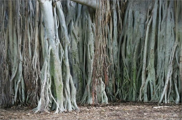 Великий баньян — дерево со множеством стволов