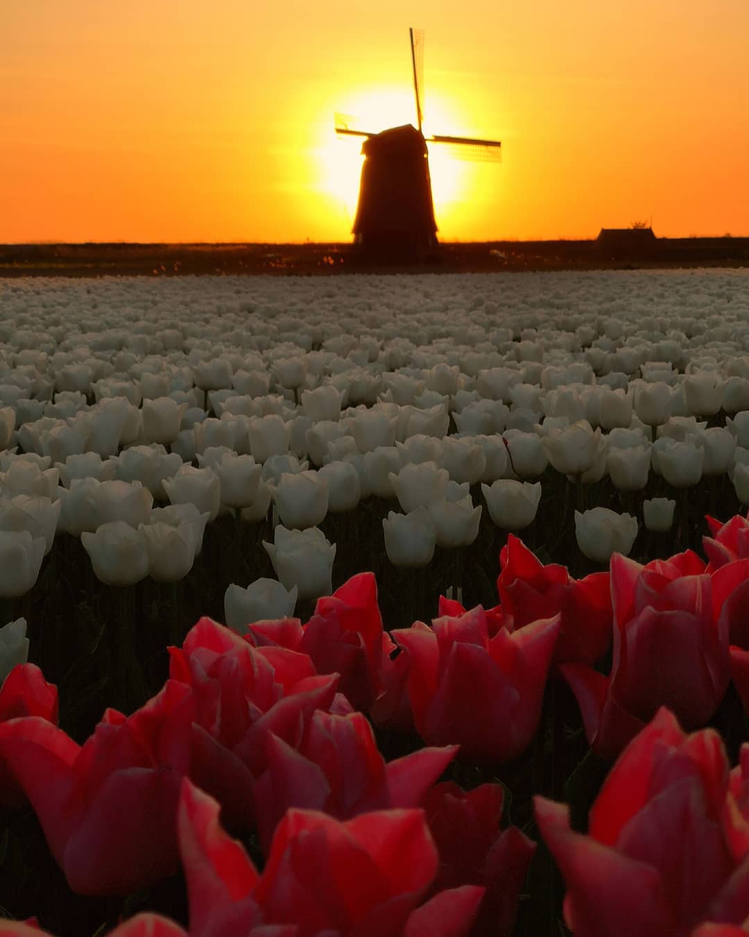 A tulipánok szépsége Dirk Jan Pirsma képeiben