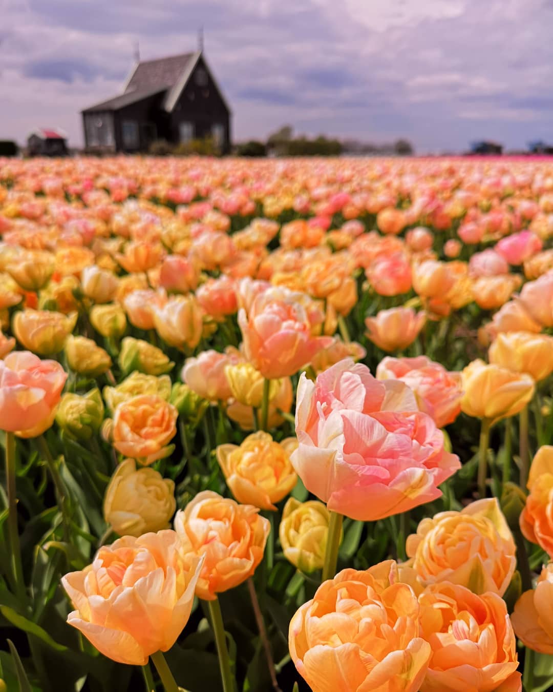 Красота тюльпанов на снимках Дирка Яна Пирсма