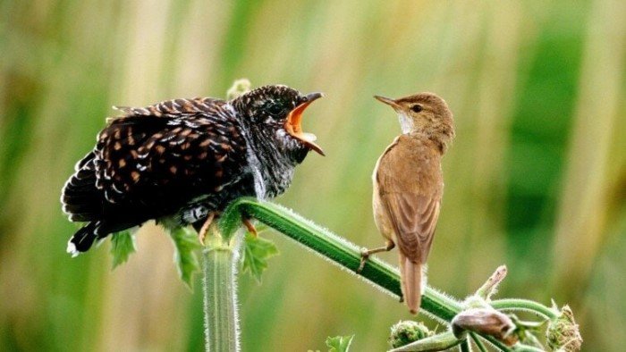 Милые птицы иногда смешнее и харизматичнее других существ