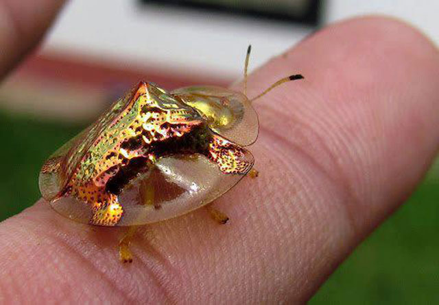 Необычный жук Золотая Черепаха