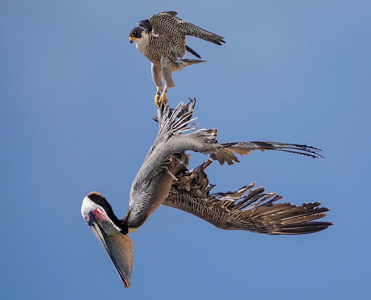 Самка сокола напала на пеликанов, защищая гнездо с птенцами