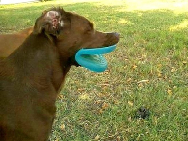 Собаки с летающими дисками в зубах