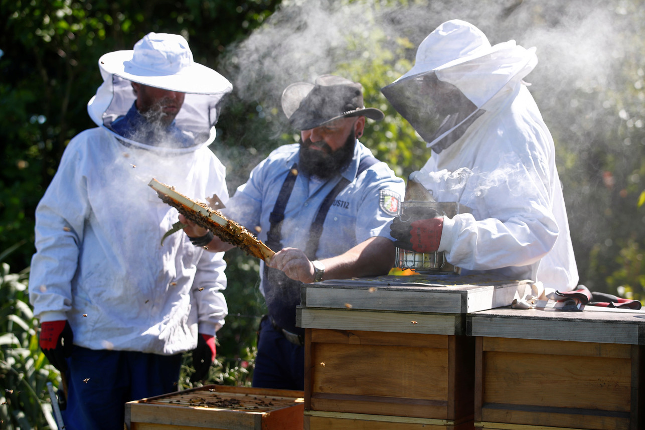Заключенные помогают спасать пчел в Германии
