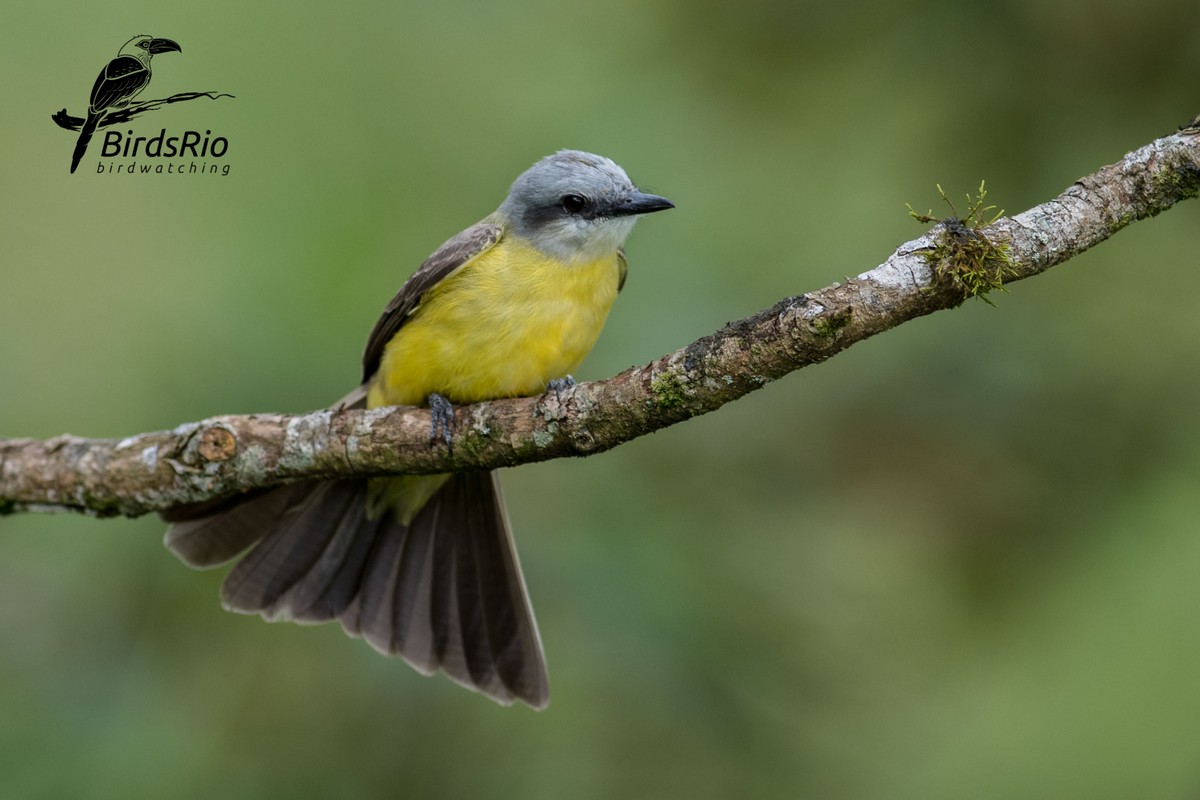 Замечательные снимки бразильских птиц от Хадсона Мартинса