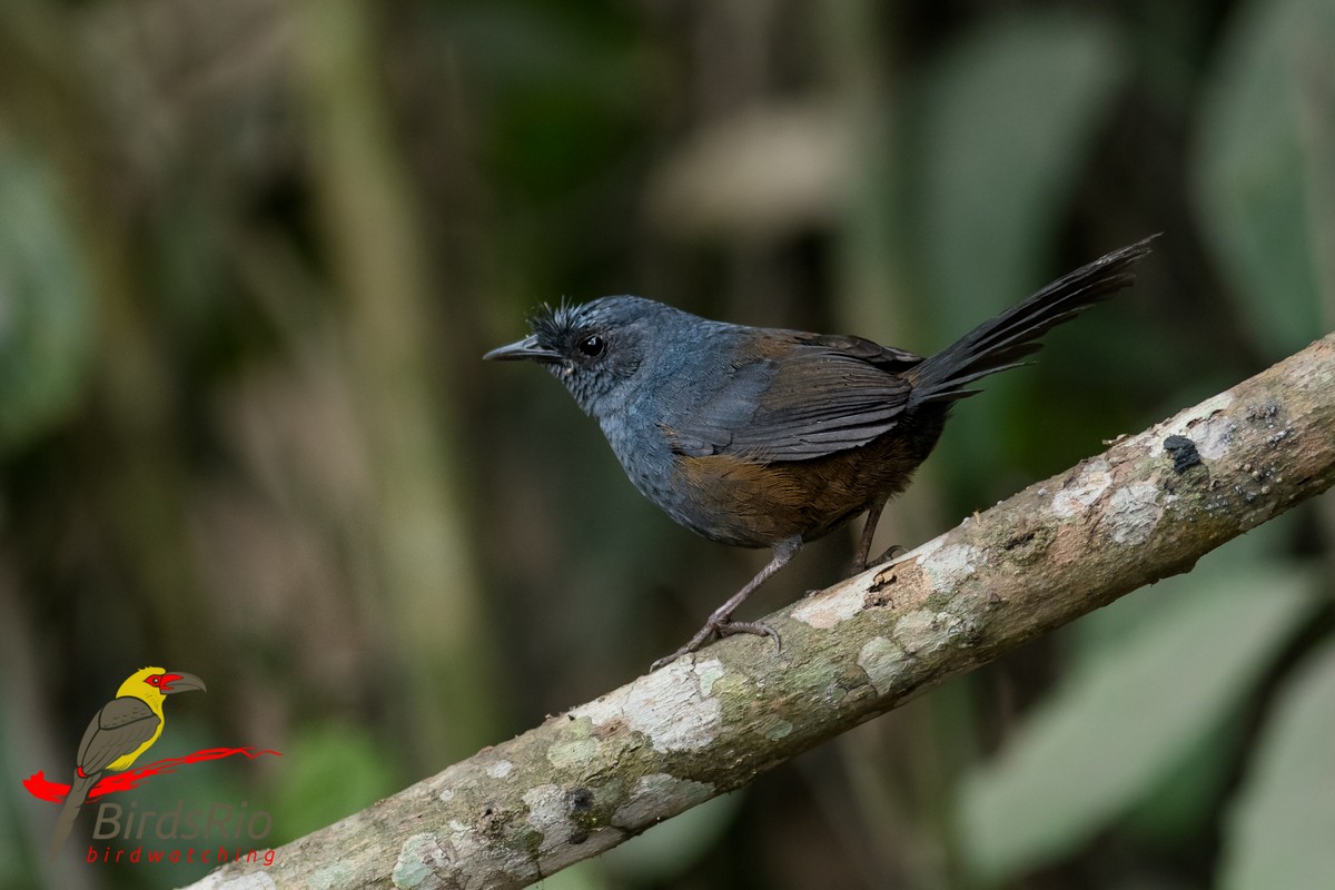 Замечательные снимки бразильских птиц от Хадсона Мартинса
