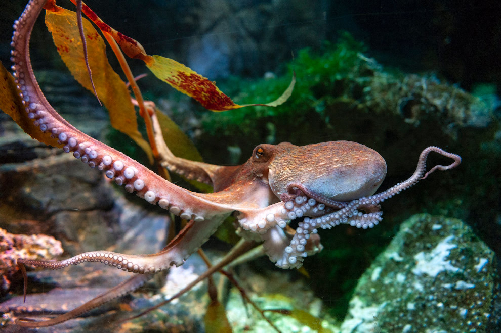 Осьминог Octopus vulgaris. Предок осьминога. Осьминог интересные факты. Предшественник осьминога.