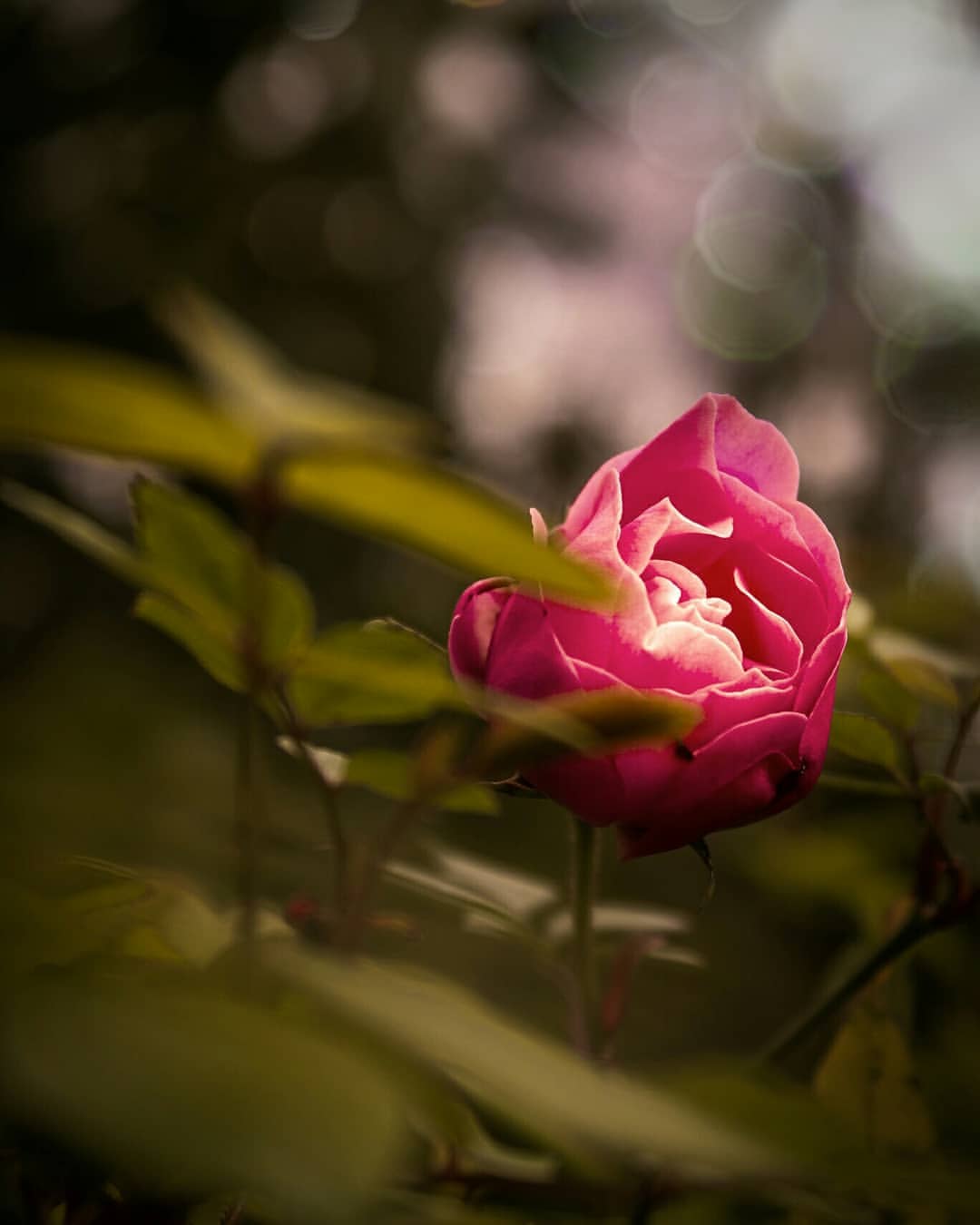 Красивые снимки цветов от Нилуфар Балалами