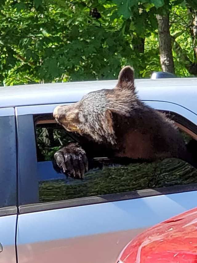 Мужик не закрыл окна в машине и медведи чуть ее не угнали
