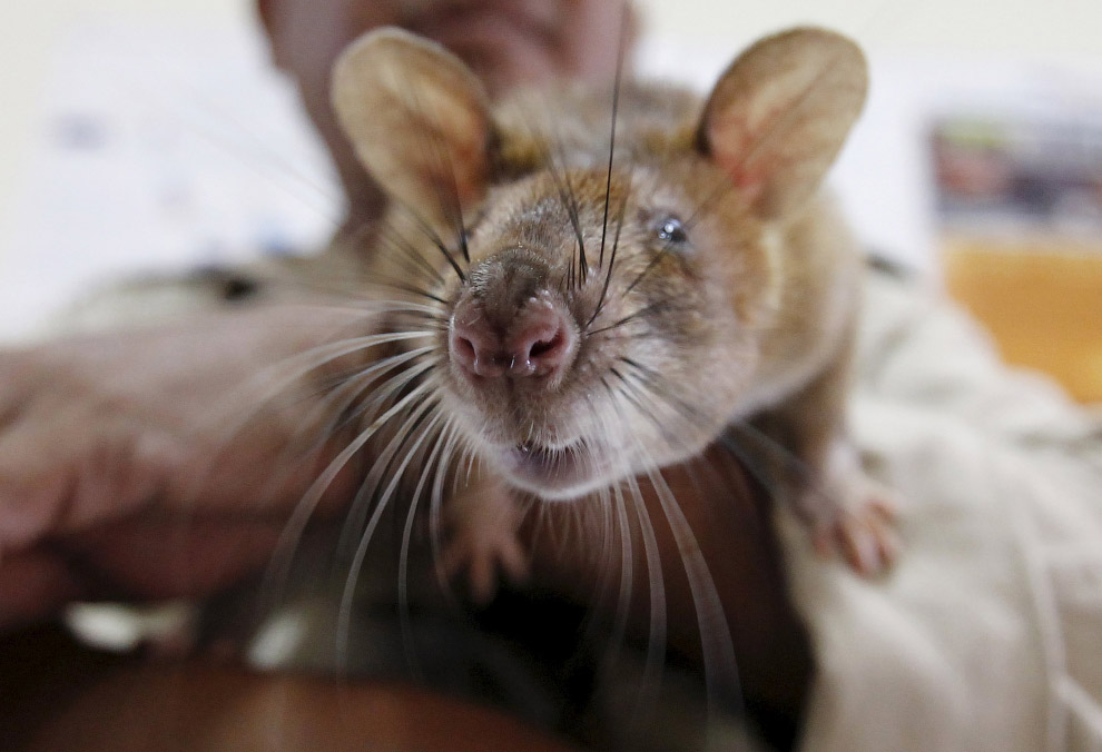 Гамбийские крысы-саперы разминируют Камбоджу