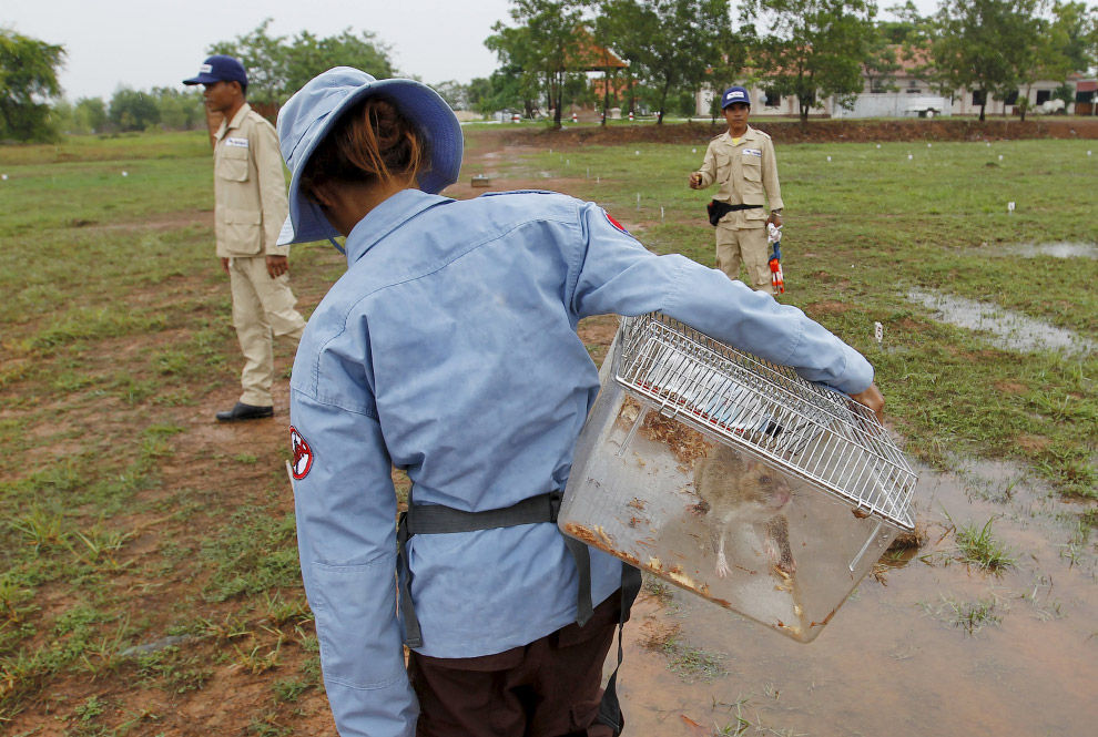 Гамбийские крысы-саперы разминируют Камбоджу