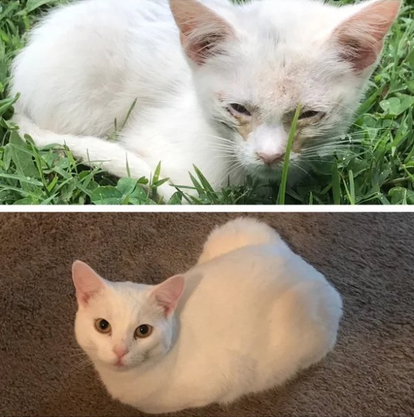 Милые животные до и после того, как обрели новый дом