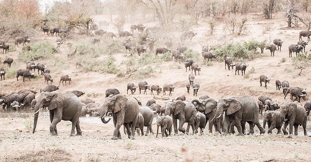 Фотографии африканских животных от Руди Хульшофа