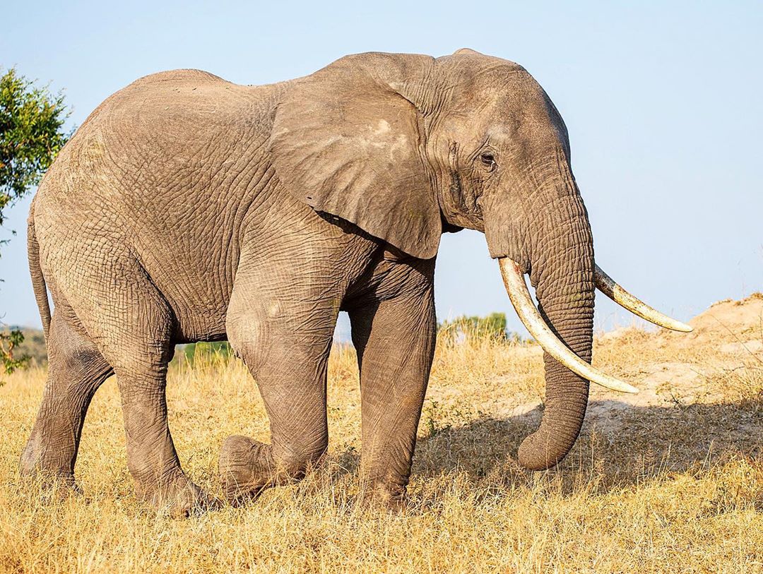 Фотографии африканских животных от Руди Хульшофа