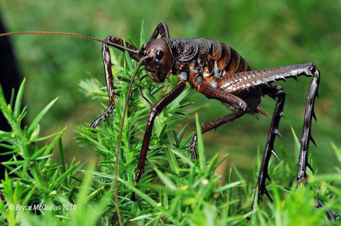 Hatalmas Grasshoppers - Giant Wheats Ãj-ZÃ©landon