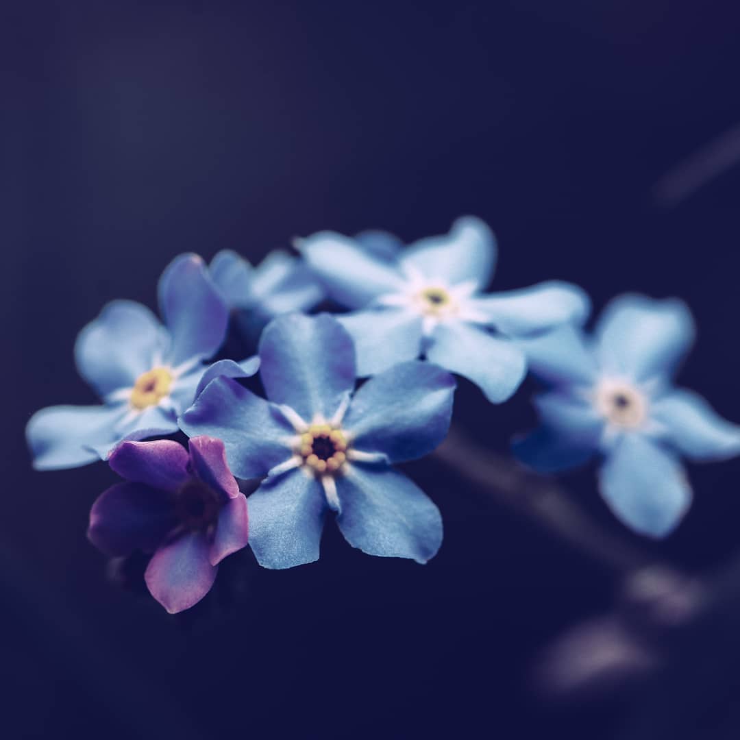 Величественные цветы на снимках Таши Тайдель