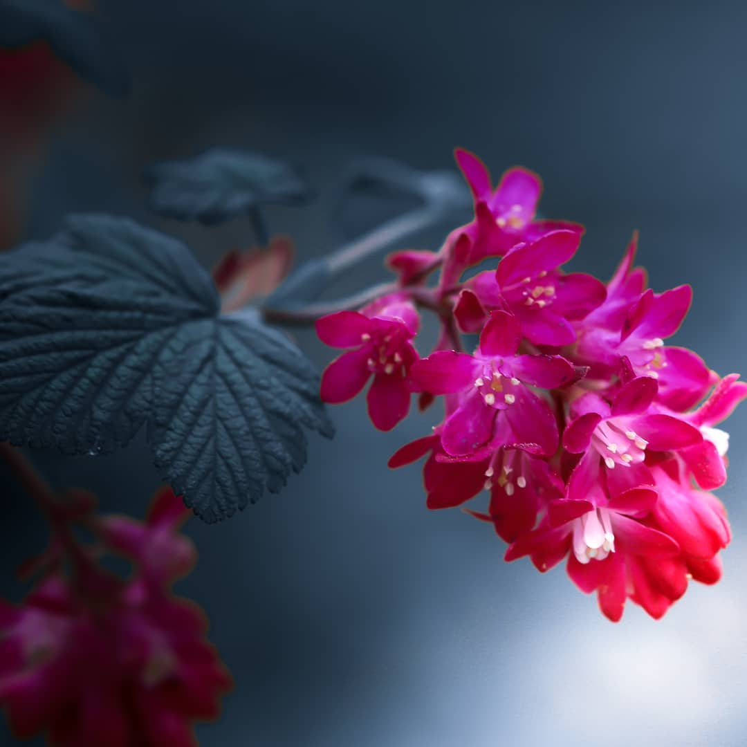 Величественные цветы на снимках Таши Тайдель