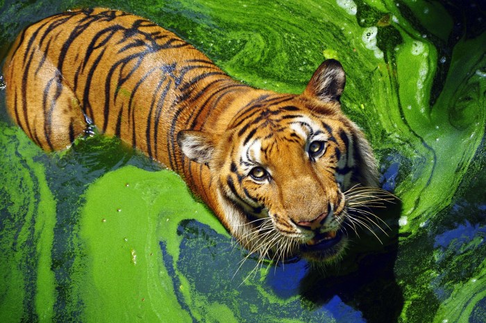 10 исчезающих животных нашей планеты